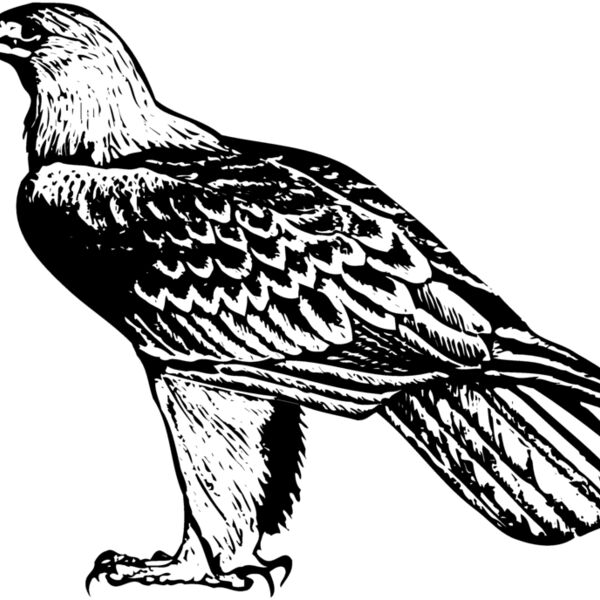 BIRD005 BIRD005 Thumbnail