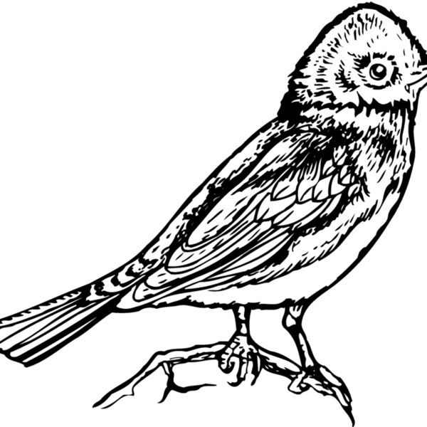 BIRD006 BIRD006 Thumbnail