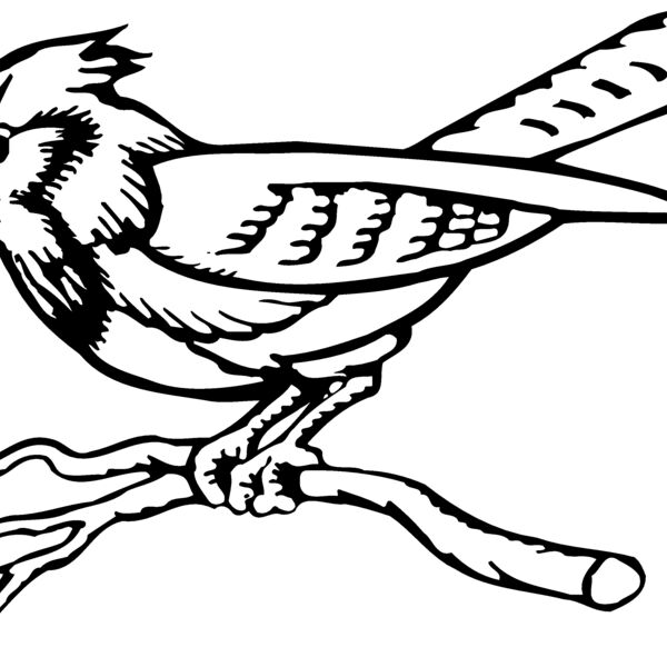 BIRD011 BIRD011 Thumbnail