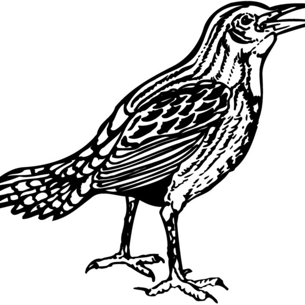 BIRD023 BIRD023 Thumbnail