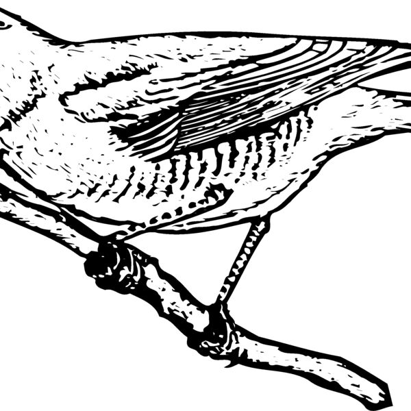 BIRD024 BIRD024 Thumbnail