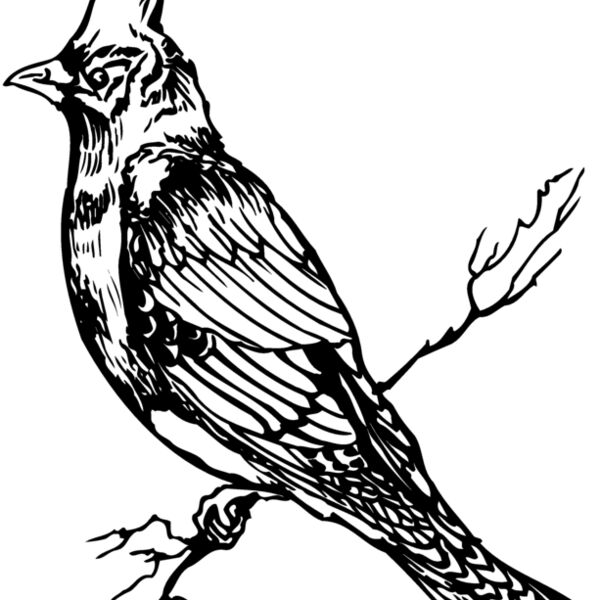 BIRD025 BIRD025 Thumbnail