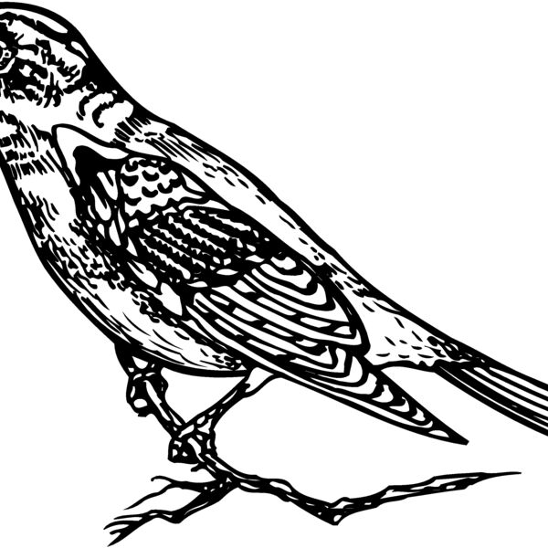 BIRD027 BIRD027 Thumbnail