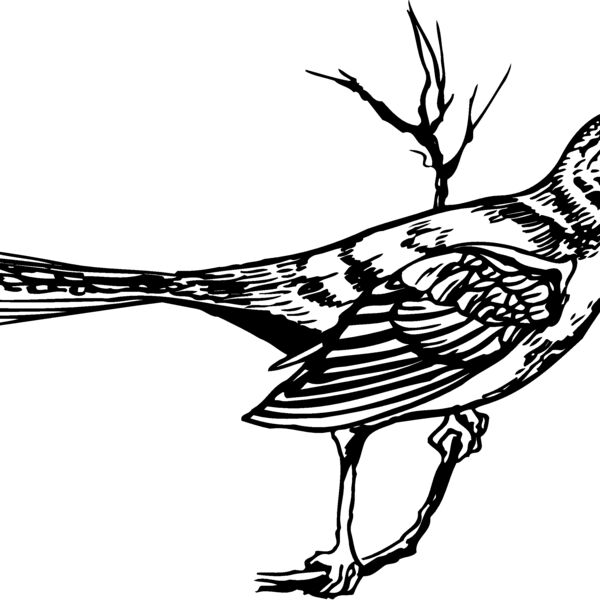 BIRD028 BIRD028 Thumbnail