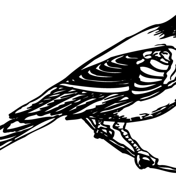 BIRD030 BIRD030 Thumbnail