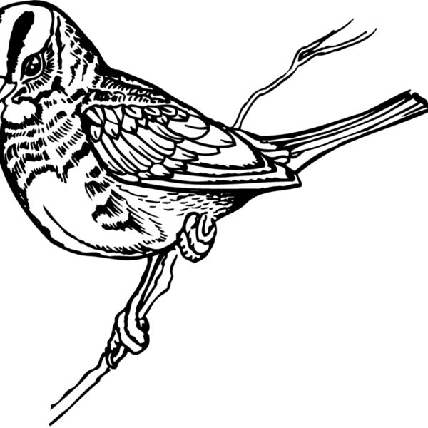 BIRD031 BIRD031 Thumbnail