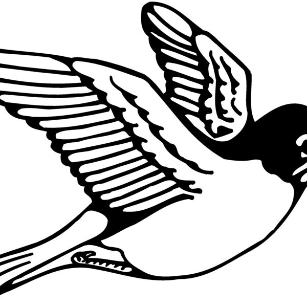 BIRD039 BIRD039 Thumbnail