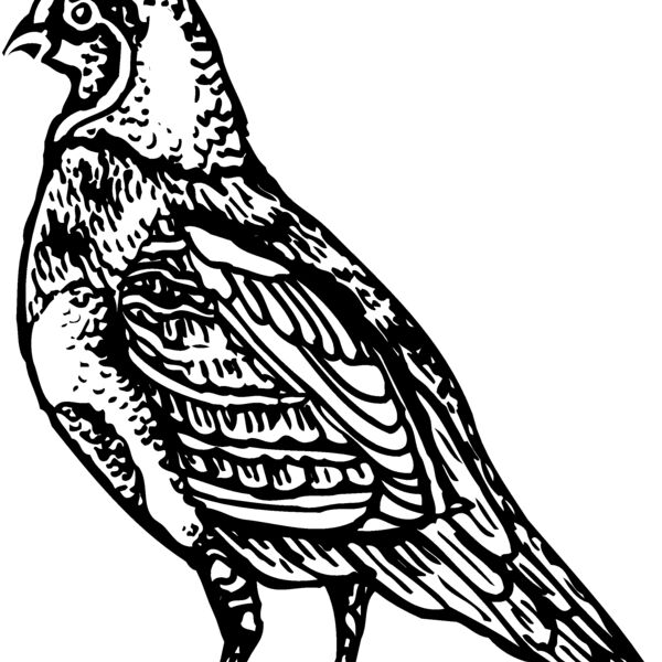 BIRD042 BIRD042 Thumbnail