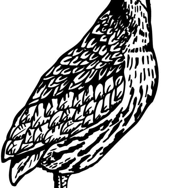 BIRD044 BIRD044 Thumbnail