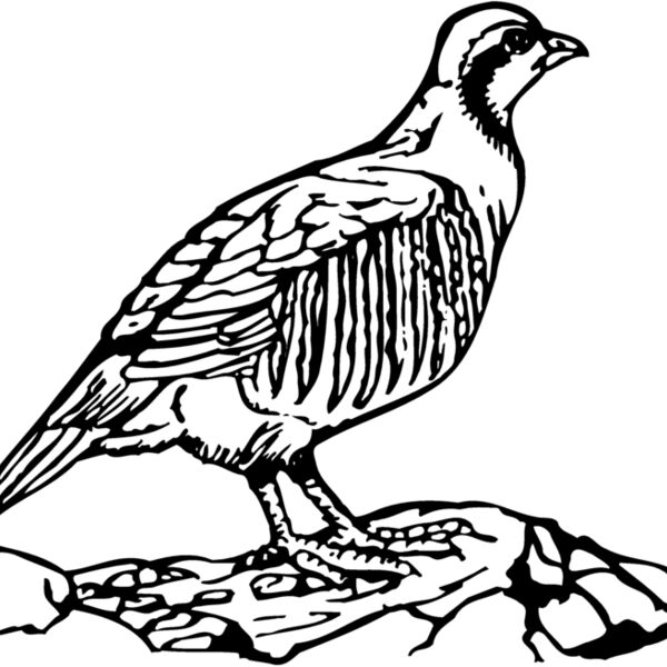 BIRD045 BIRD045 Thumbnail