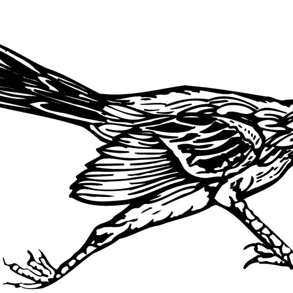 BIRD046 BIRD046 Thumbnail