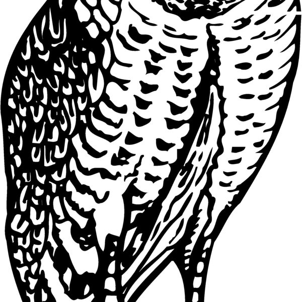 BIRD047 BIRD047 Thumbnail