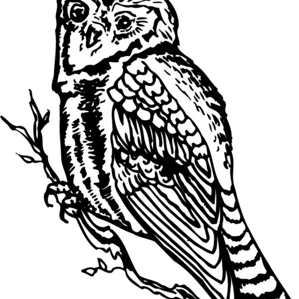 BIRD048 BIRD048 Thumbnail