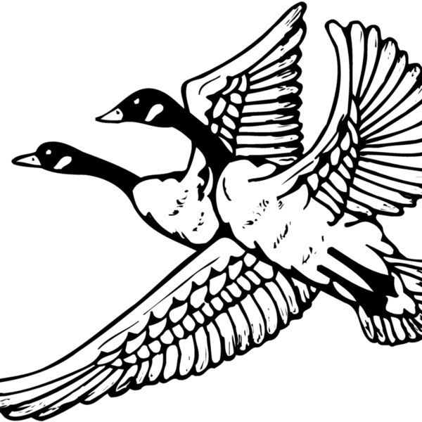 BIRD077 BIRD077 Thumbnail