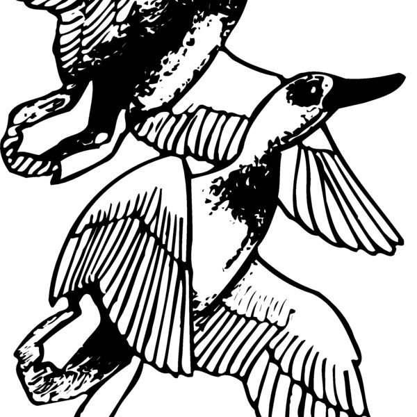 BIRD078 BIRD078 Thumbnail