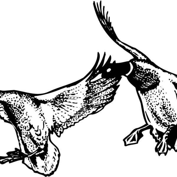 BIRD079 BIRD079 Thumbnail