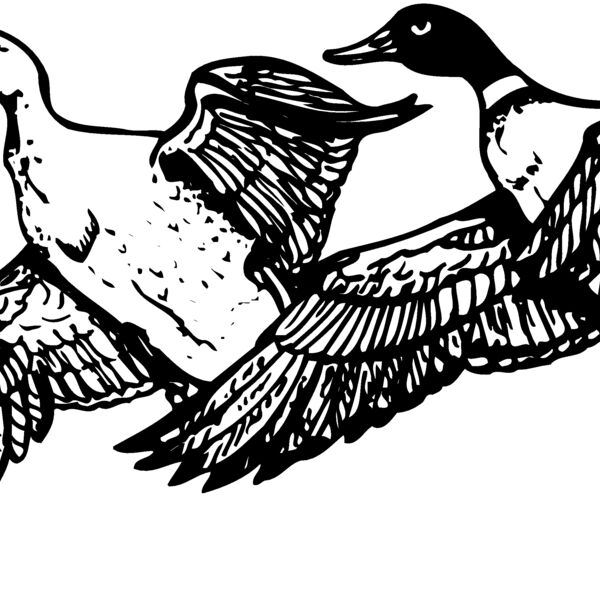 BIRD080 BIRD080 Thumbnail