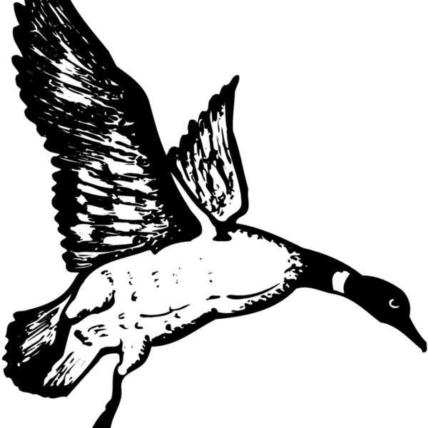 BIRD082 BIRD082 Thumbnail