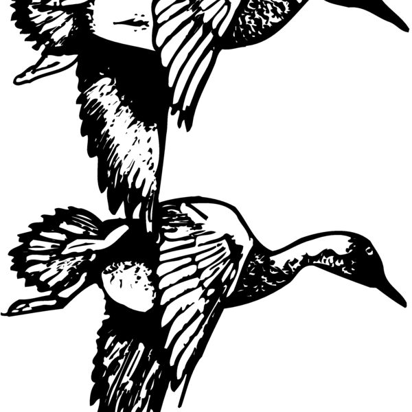 BIRD084 BIRD084 Thumbnail