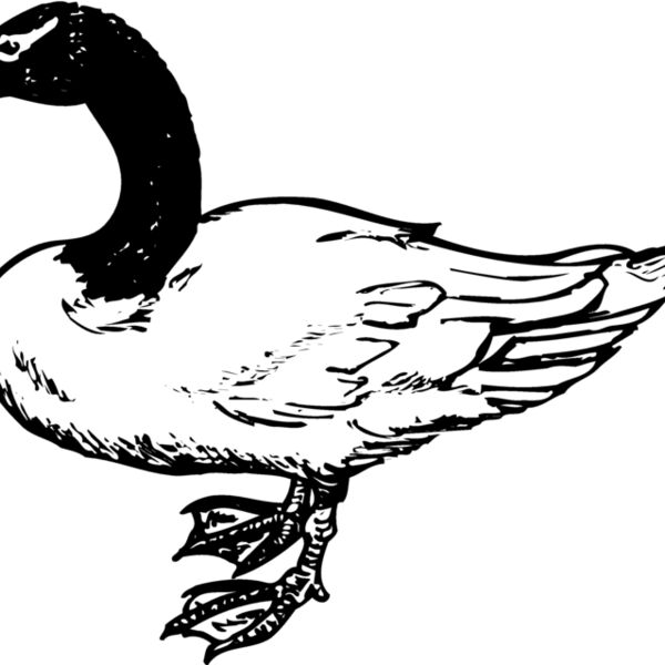 BIRD086 BIRD086 Thumbnail