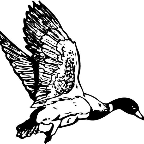 BIRD087 BIRD087 Thumbnail