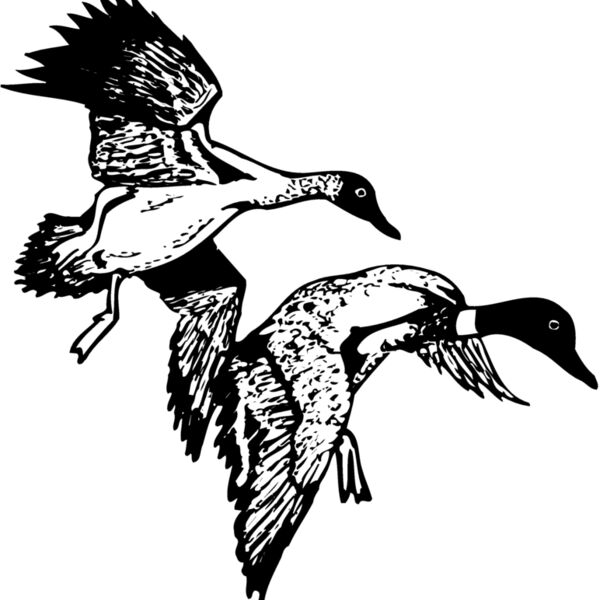 BIRD088 BIRD088 Thumbnail