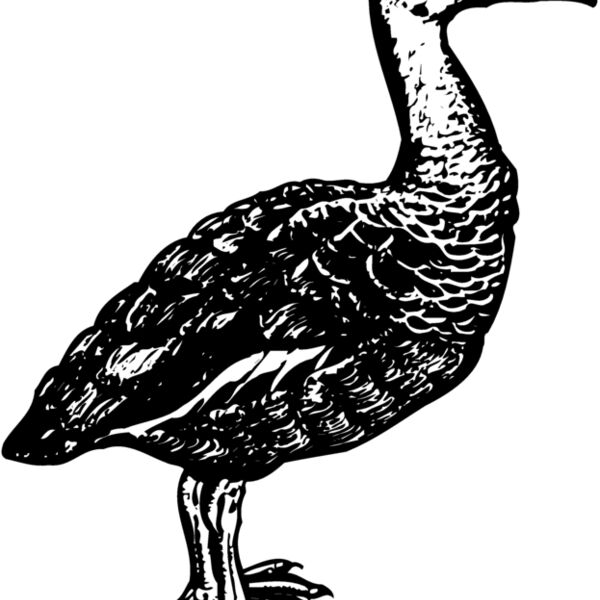 BIRD089 BIRD089 Thumbnail