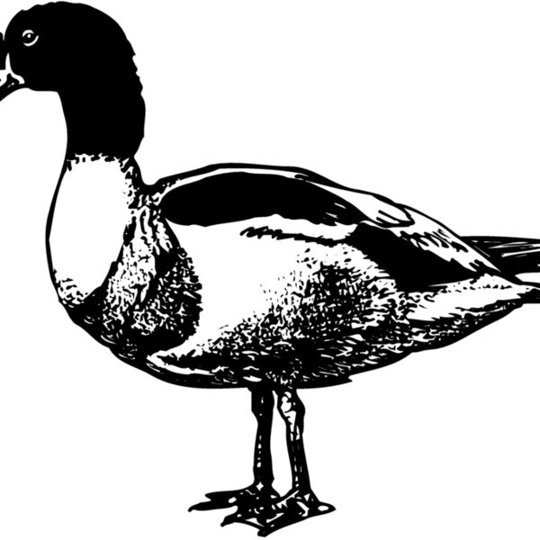 BIRD090 BIRD090 Thumbnail