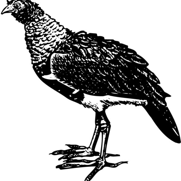 BIRD092 BIRD092 Thumbnail