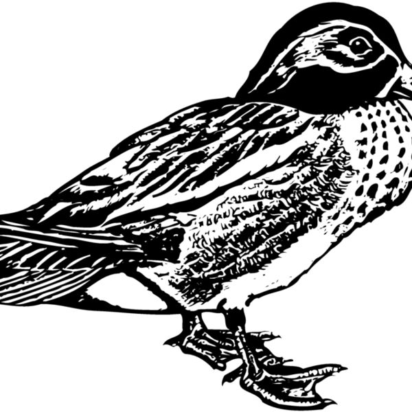 BIRD094 BIRD094 Thumbnail