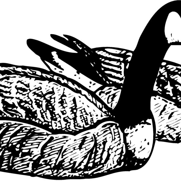 BIRD100 BIRD100 Thumbnail