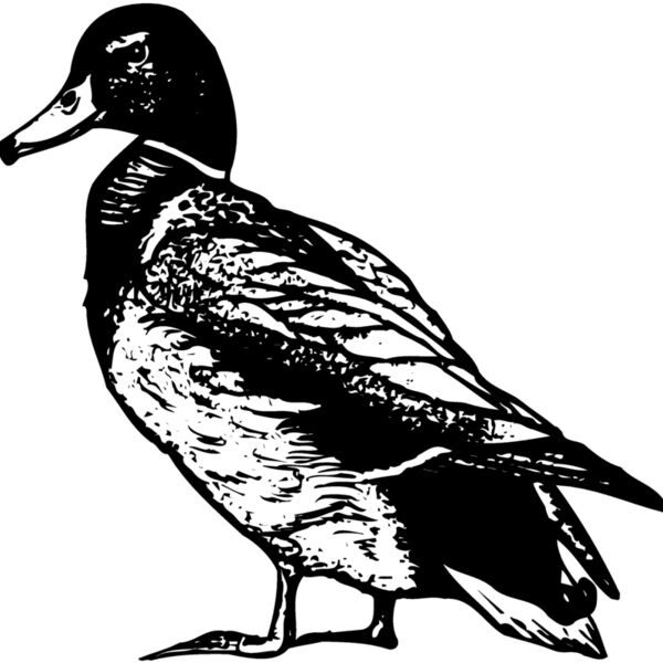 BIRD101 BIRD101 Thumbnail