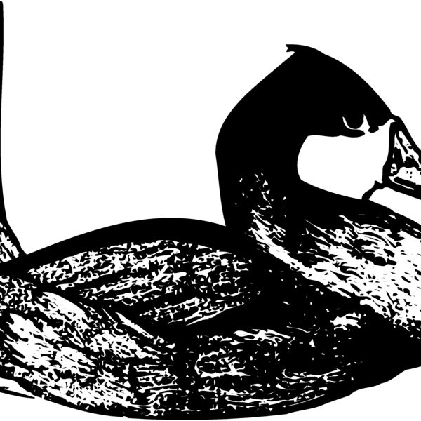 BIRD102 BIRD102 Thumbnail