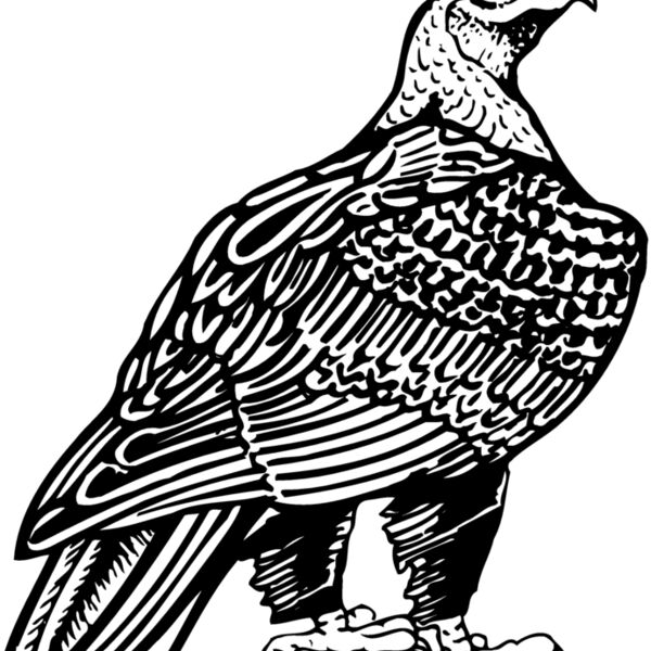 EAGLE018 EAGLE018 Thumbnail