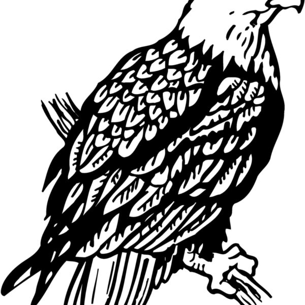 EAGLE024 EAGLE024 Thumbnail